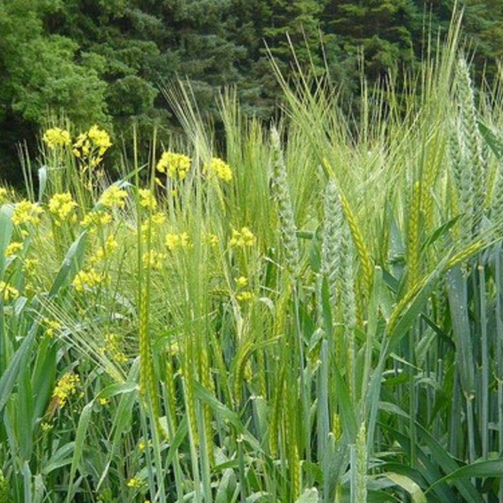 Cream Forage Crop Seeds for Planting heirloom & Non-GMO Seeds