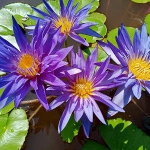 flowers high quality flower seeds for growing vibrant and colorful blooms in home gardens and landscapes organic flowers premium organic flower seeds for sustainable gardening and beautiful blossoms suitable for all climates