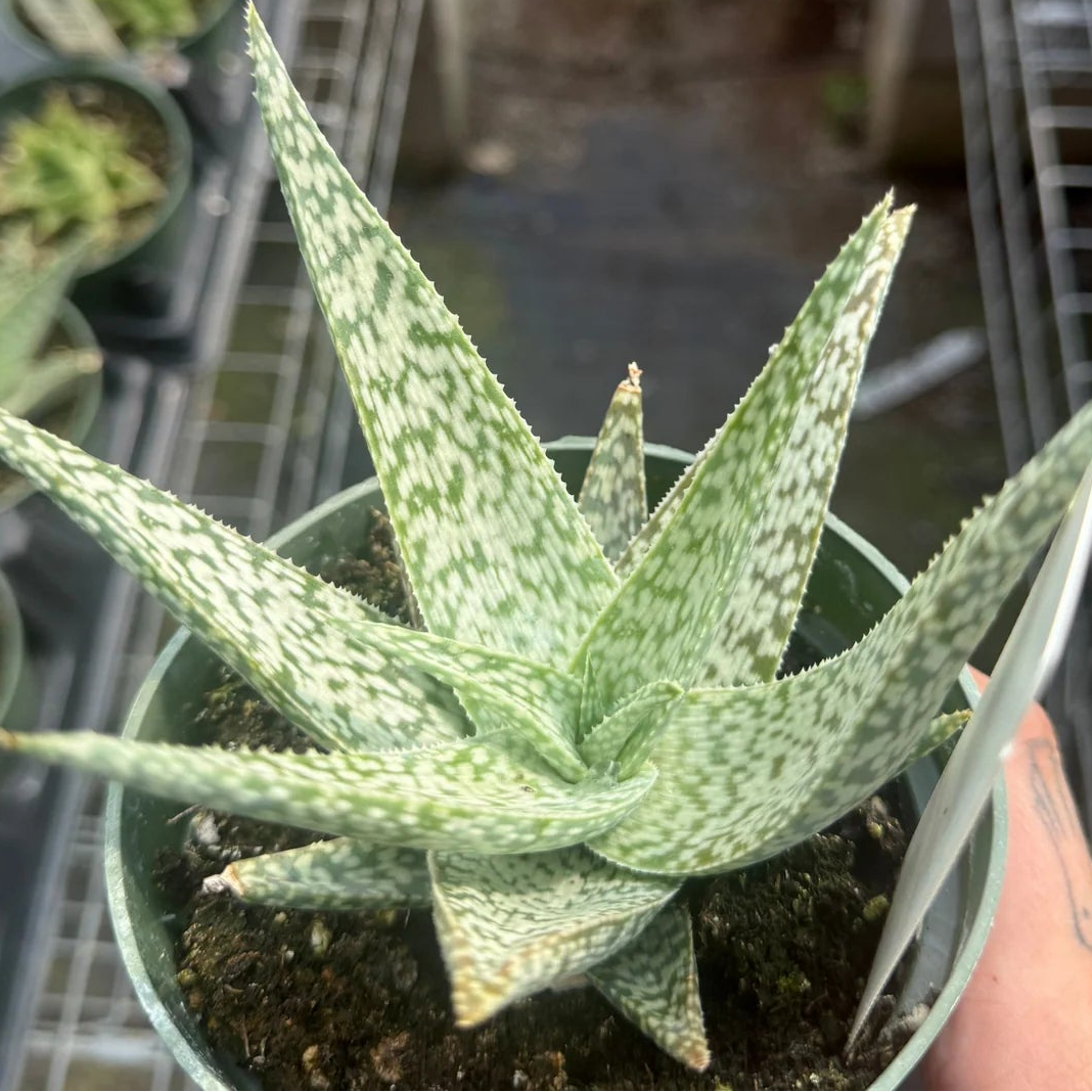 White Aloe Vera succulent seeds producing unique pale foliage