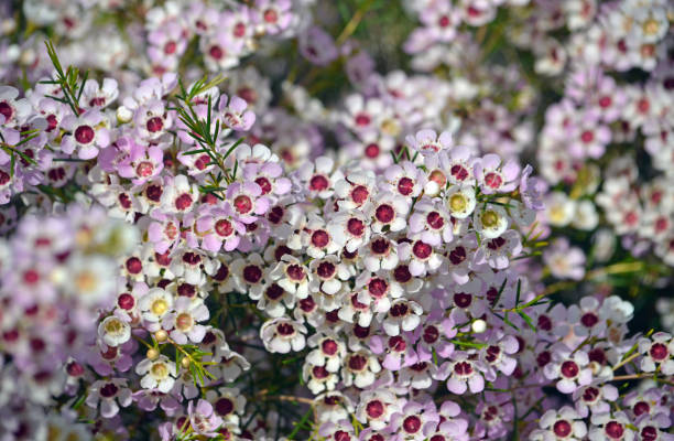 Geraldton Flower Seeds for Planting, 100