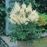 White Astilbe Flower Seeds – Graceful Shade - Loving Perennial - Dharaseeds