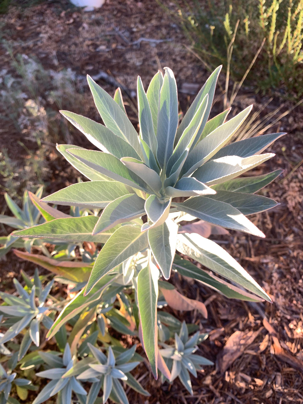 Mature White California Sage shrub with silvery foliage