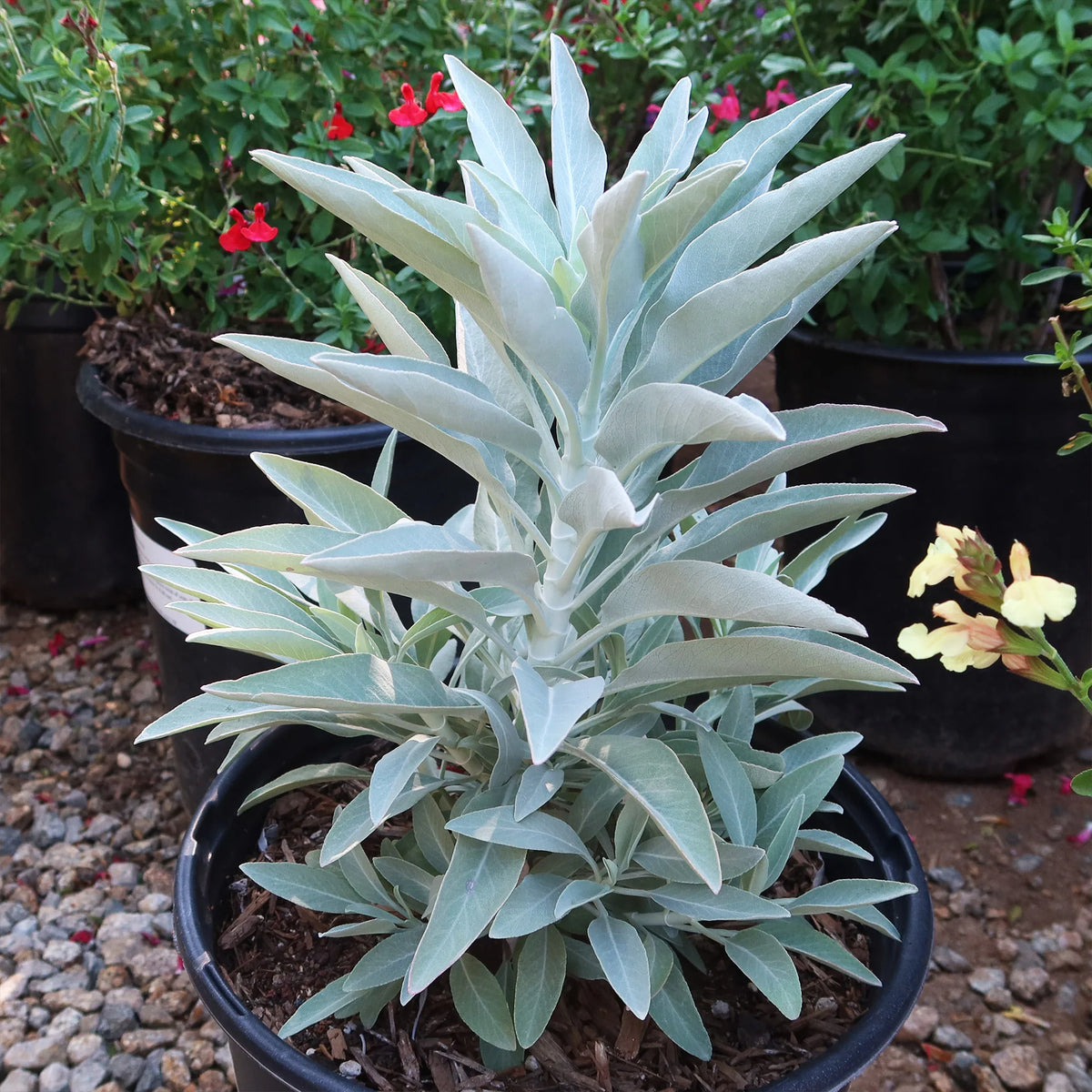 White California Sage Seeds for planting, premium aromatic sage seeds
