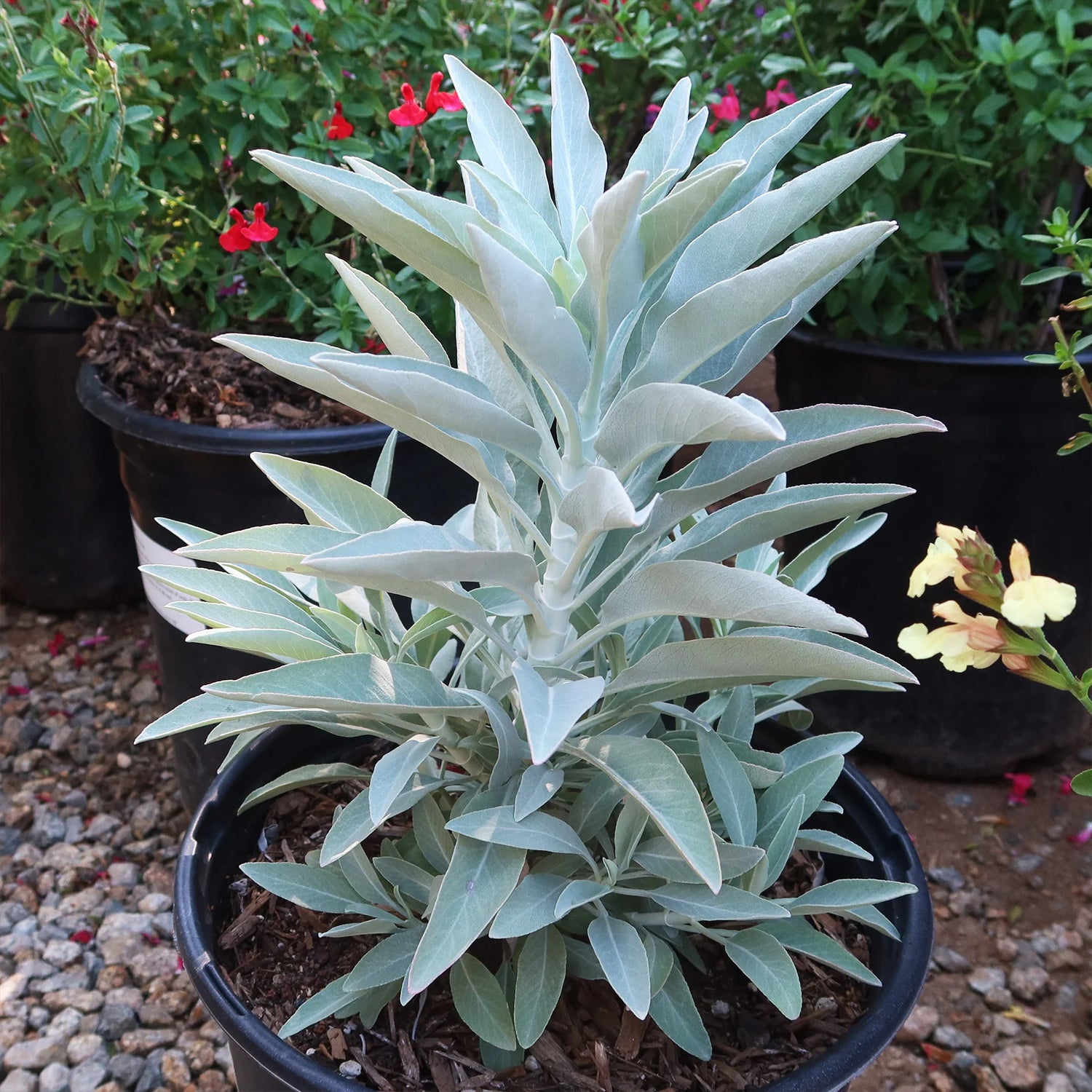 White California Sage Seeds for planting, premium aromatic sage seeds