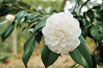 White Camellia Impatiens seeds – balcony - perfect patio blooms - Dharaseeds