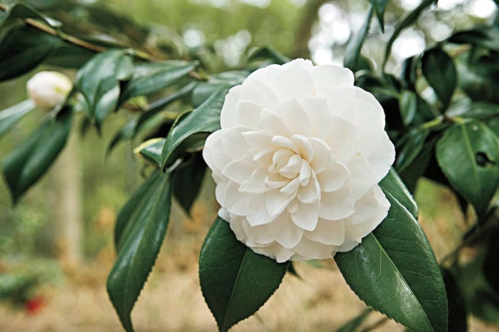 White Camellia Impatiens seeds – balcony - perfect patio blooms - Dharaseeds