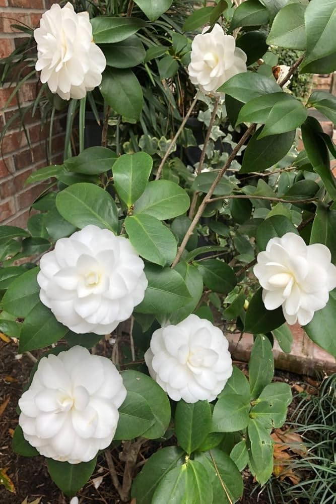White Camellia Impatiens seeds – balcony - perfect patio blooms - Dharaseeds