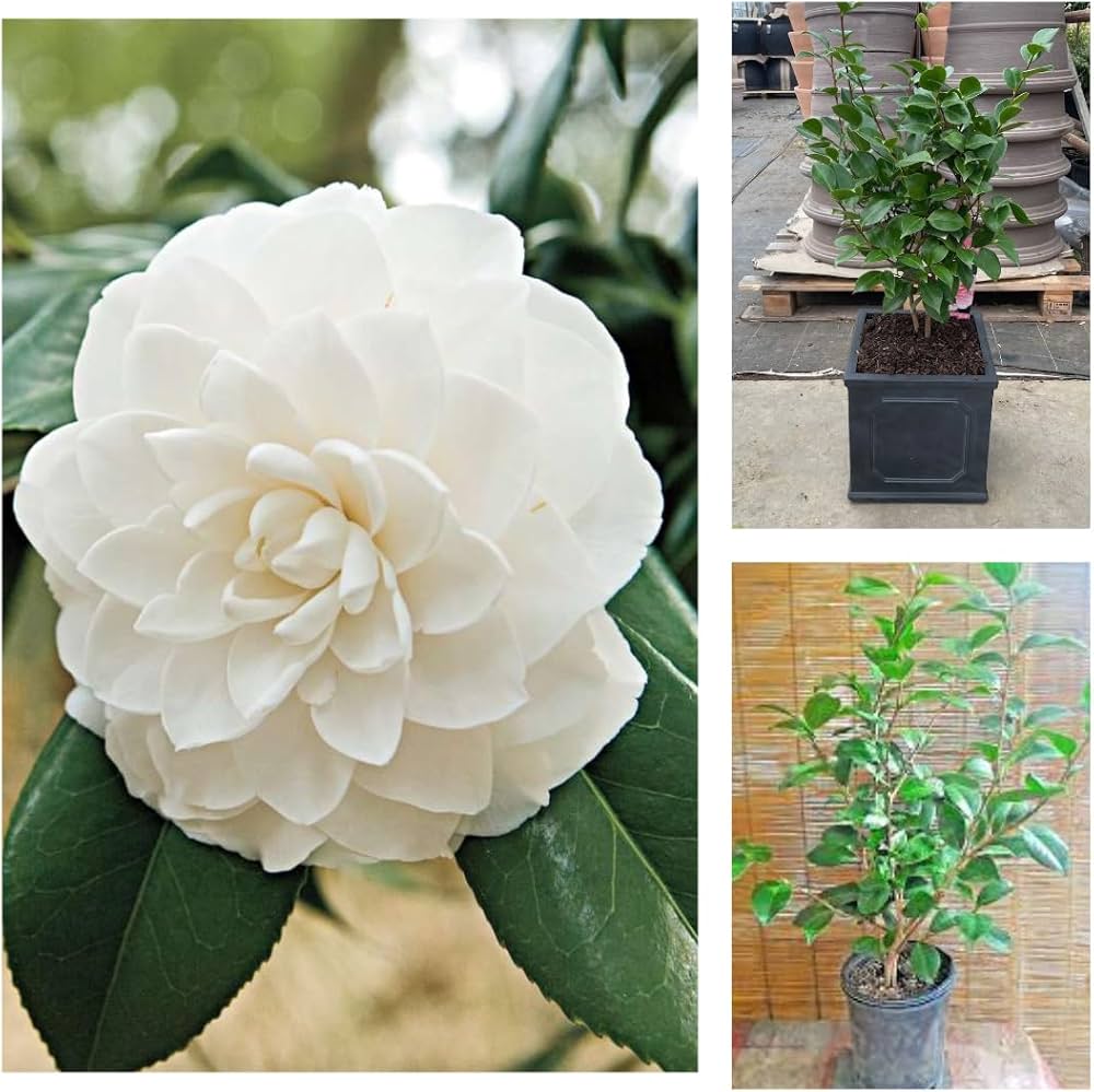 White Camellia Impatiens seeds – balcony - perfect patio blooms - Dharaseeds
