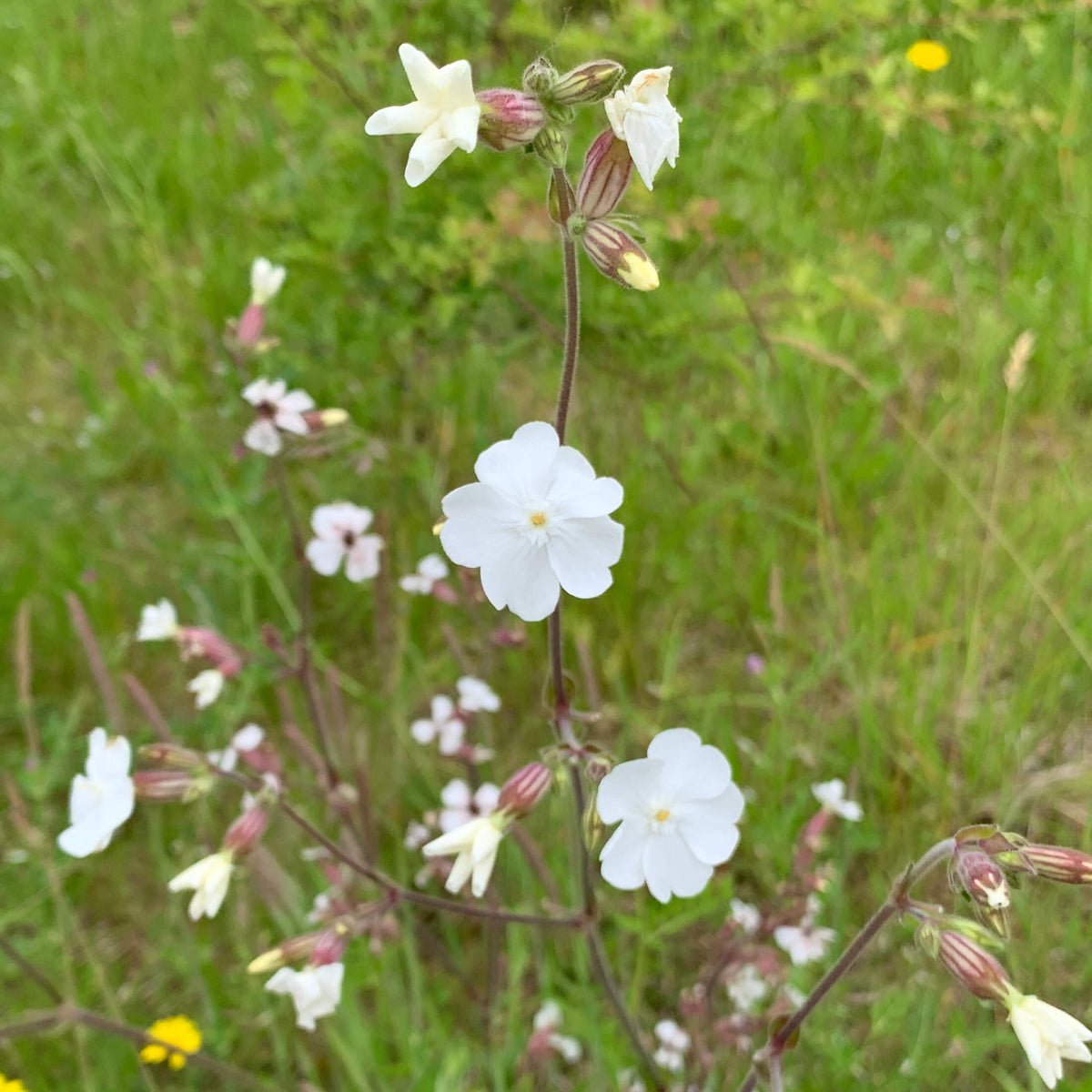 Silene latifolia Seeds – White Campion Flower Seeds for Backyard Beds –  Dharaseeds