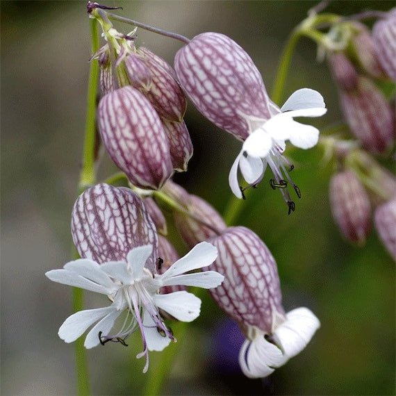 Silene latifolia Seeds – White Campion Flower Seeds for Backyard Beds –  Dharaseeds