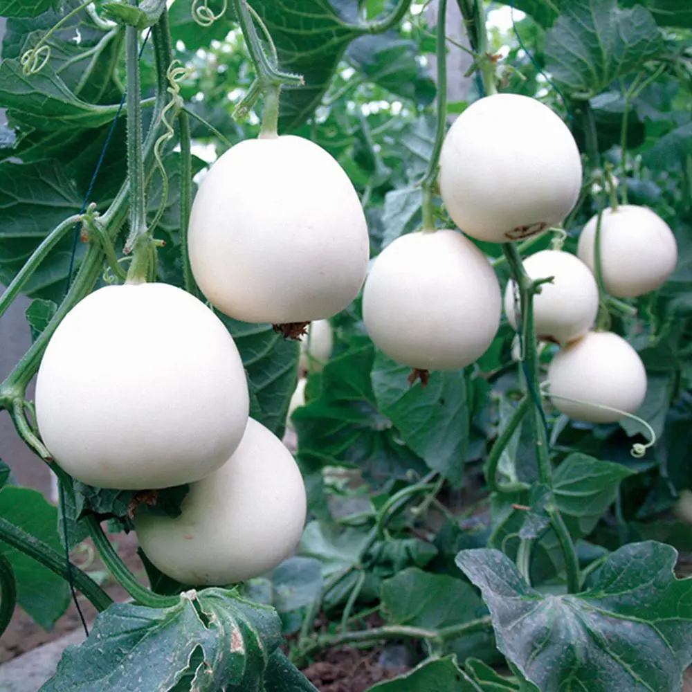 Premium White Cantaloupe Seeds sweet melon variety for home gardening