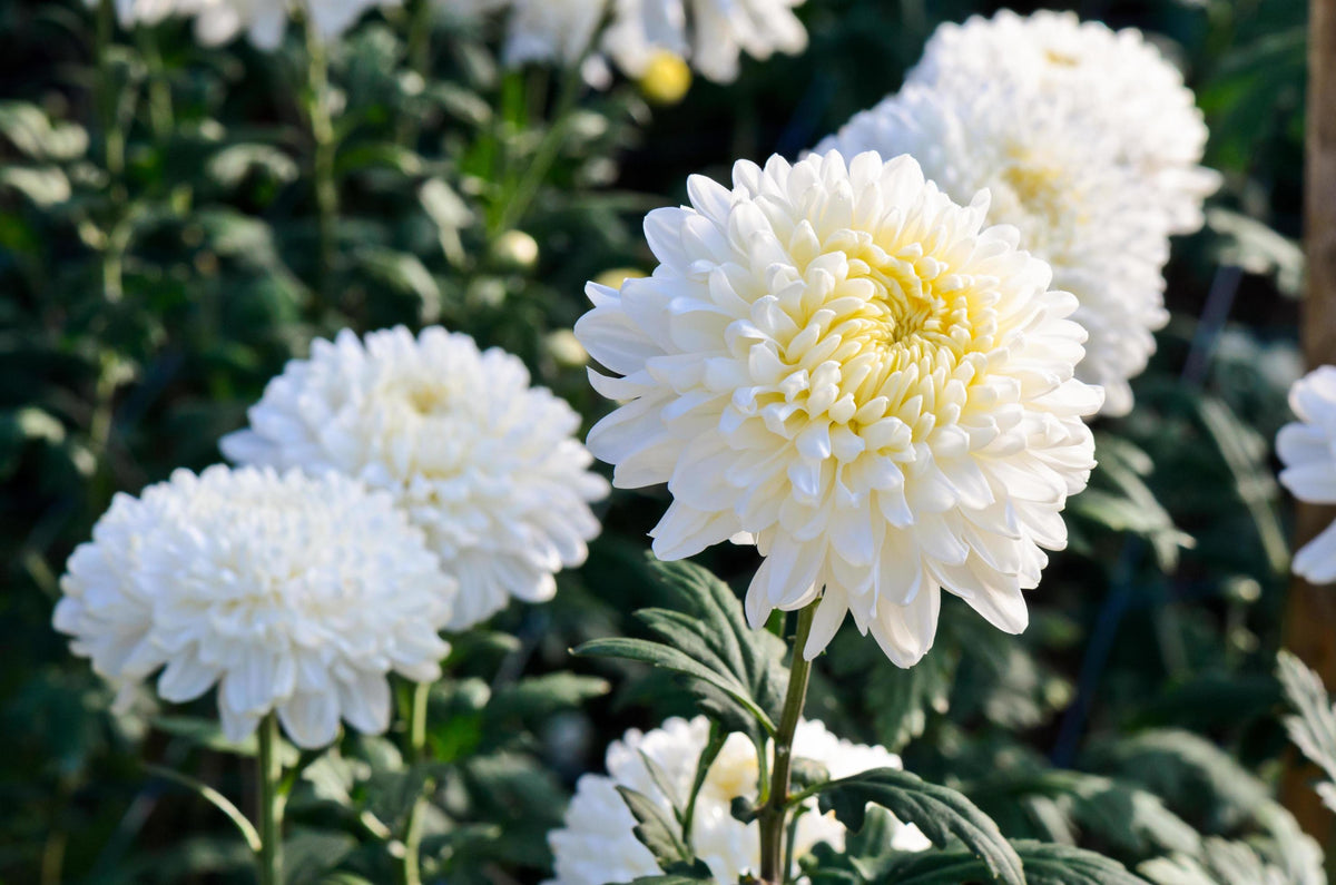 Chrysanthemum Chrysanthemum Morifolium Flower Seeds for Planting