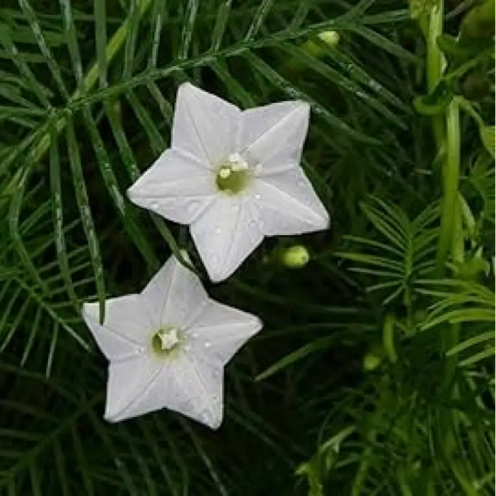 White Cryptolepis Flower Seeds for Planting – NON GMO Seeds