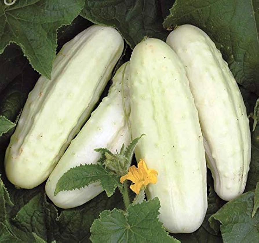 White cucumber Cucumis sativus heirloom miniature vegetable seeds for planting in balcony pots or raised beds - Dharaseeds