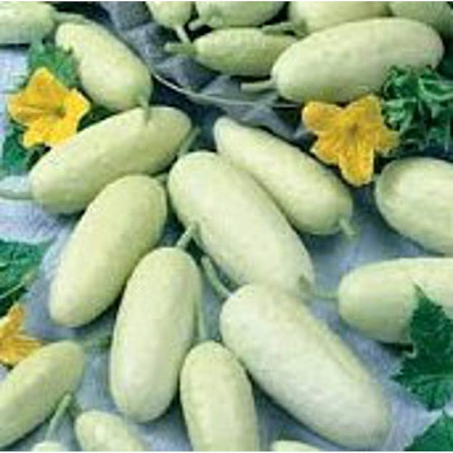 White cucumber Cucumis sativus heirloom miniature vegetable seeds for planting in balcony pots or raised beds - Dharaseeds
