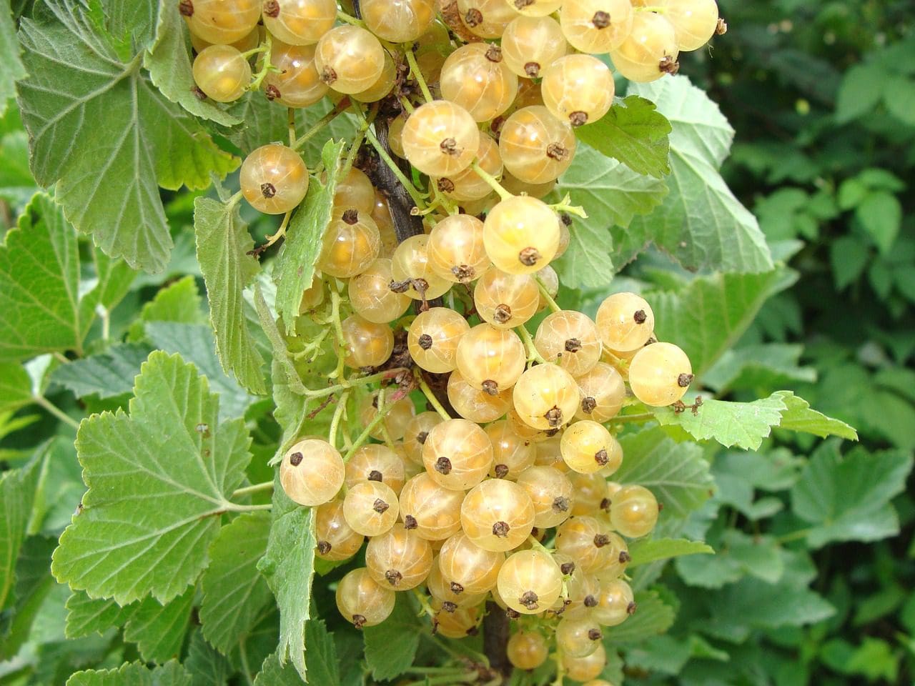 Currant seeds