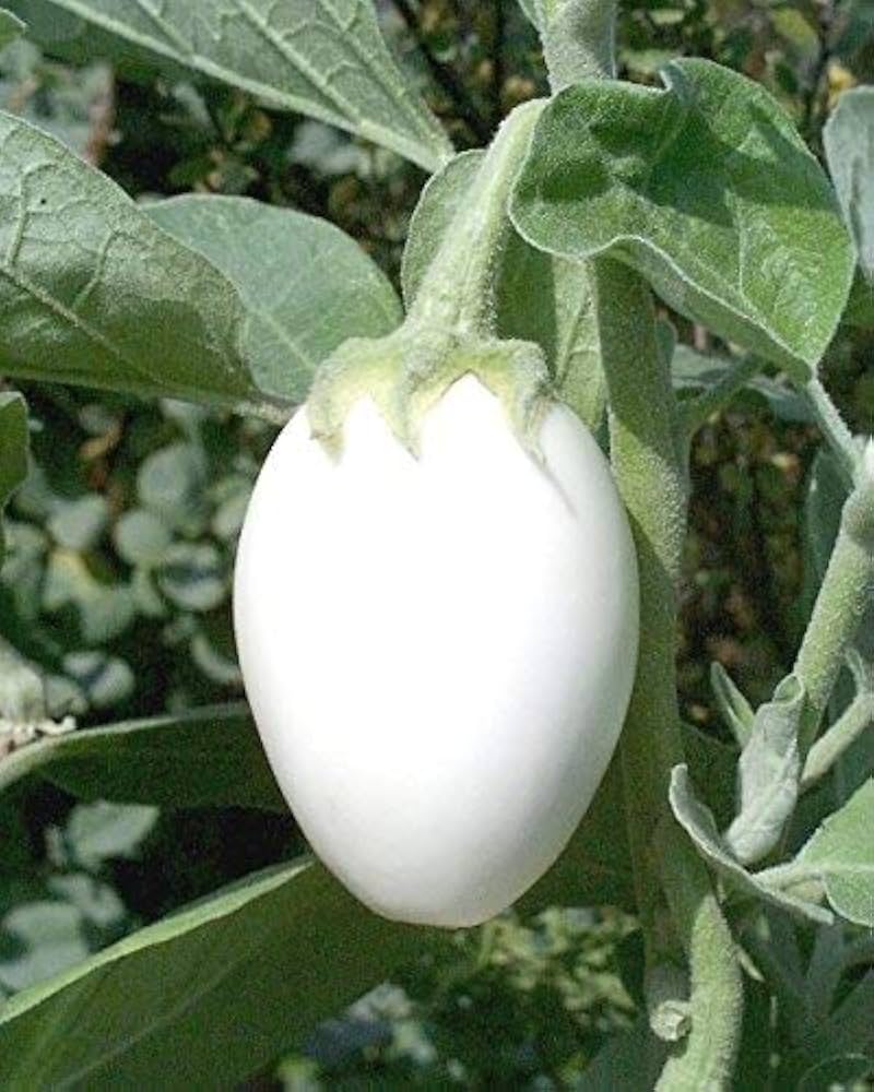 White Eggplant ‘Amburgine’ seeds – Solanum melongena with mild taste - Dharaseeds