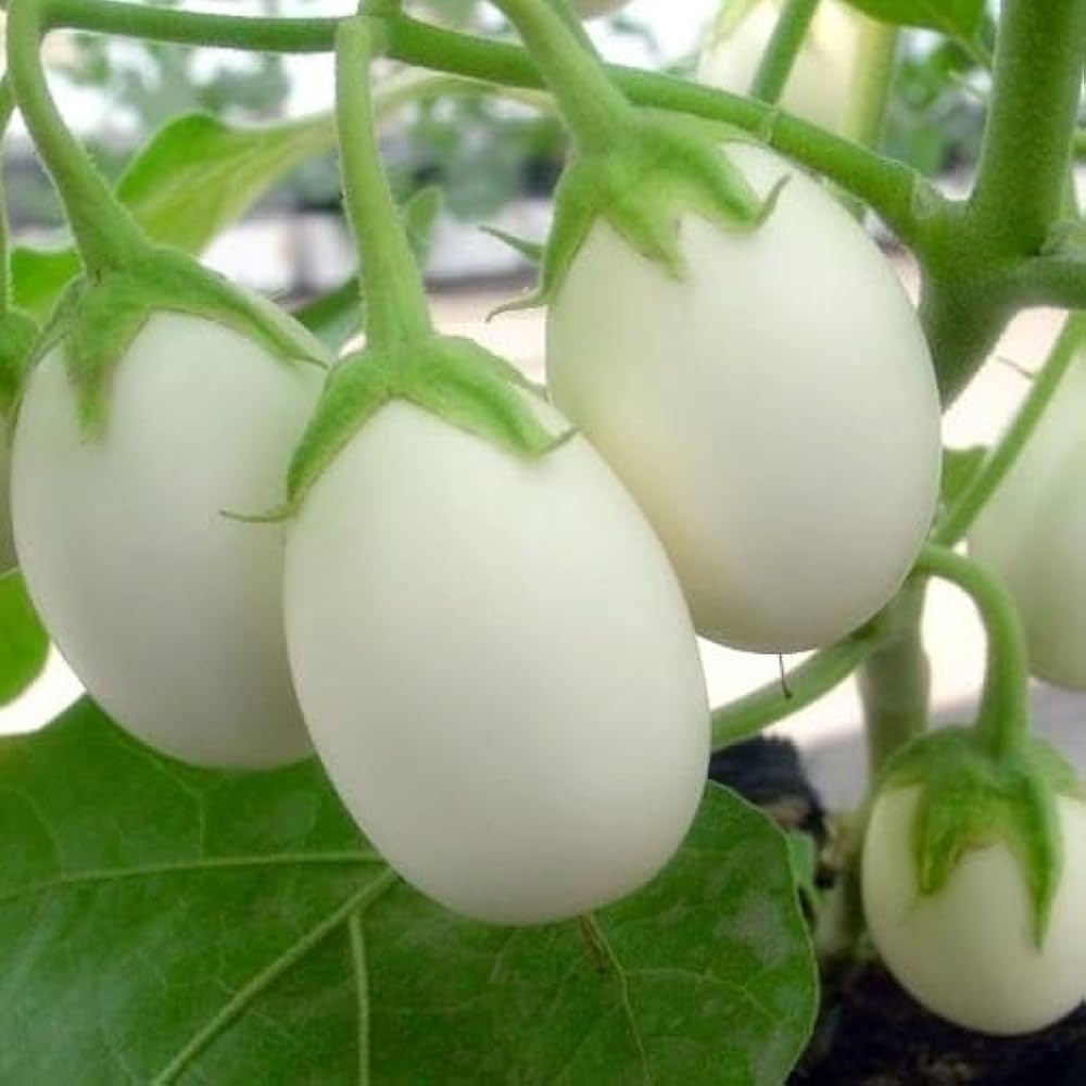 White Eggplant ‘Amburgine’ seeds – Solanum melongena with mild taste - Dharaseeds