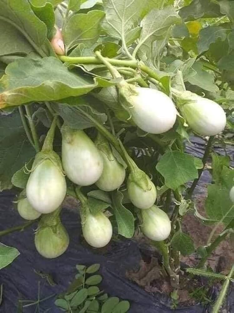 White Eggplant ‘Amburgine’ seeds – Solanum melongena with mild taste - Dharaseeds