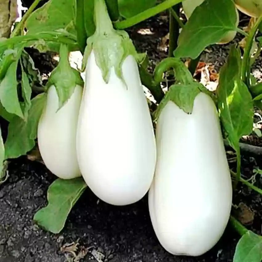 White Eggplant Vegetable Seeds for Planting, 100 Pcs pcs - Dharaseeds