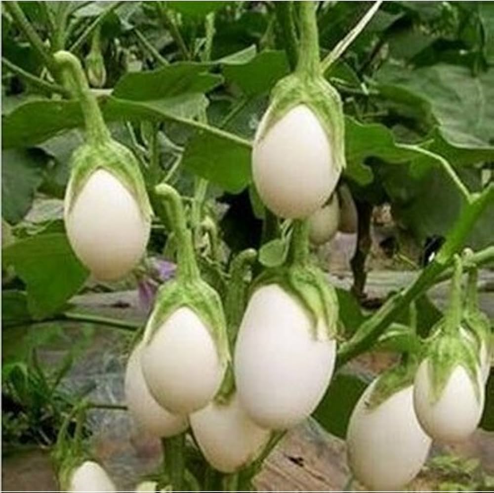 White Eggplant Vegetable Seeds – Mild Flavor, Ideal for Grilling & Roasting - Dharaseeds