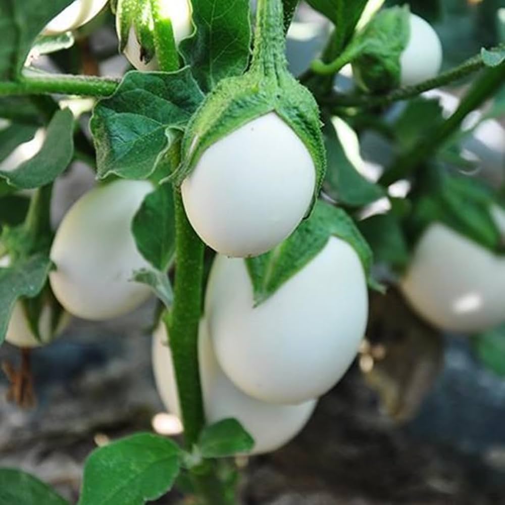 White Eggplant Vegetable Seeds – Mild Flavor, Ideal for Grilling & Roasting - Dharaseeds