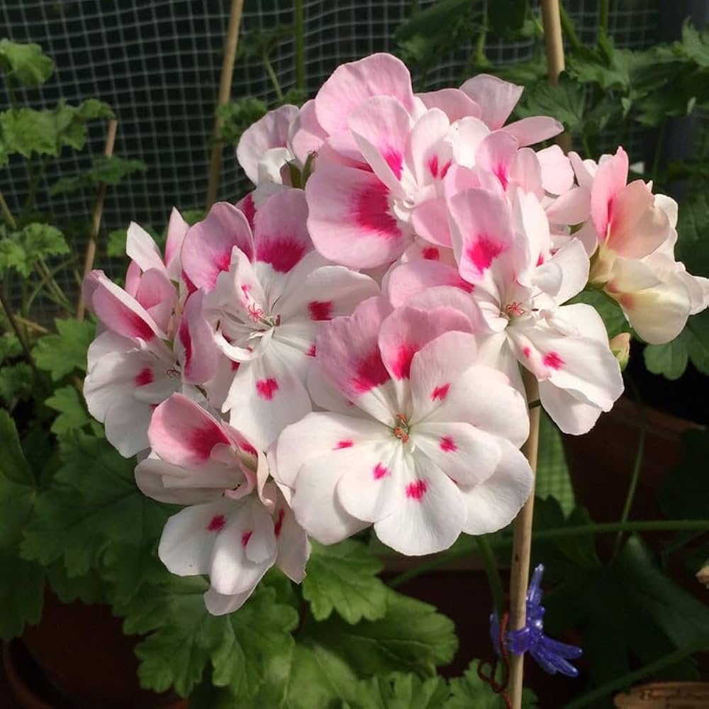 White Geranium Flower Seeds – Elegant Blooms for Containers & Garden Beds - Dharaseeds