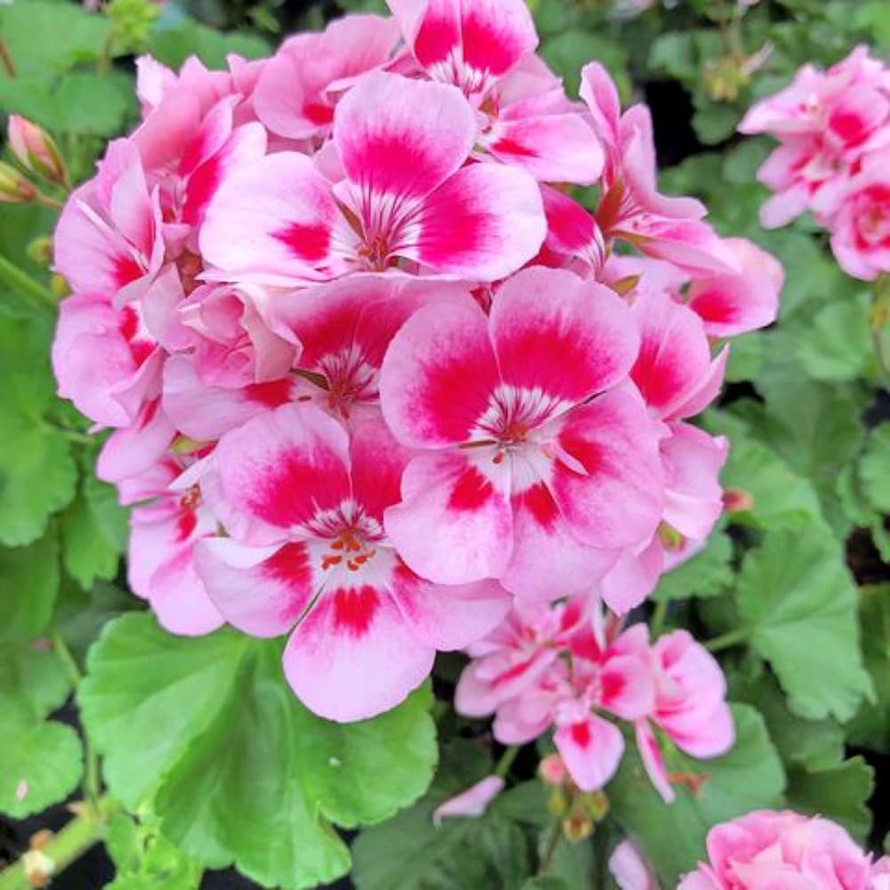 White Geranium Flower Seeds – Elegant Blooms for Containers & Garden Beds - Dharaseeds