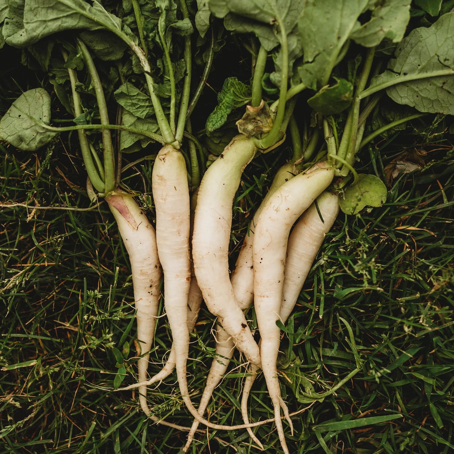 White Icicle Radish Seeds