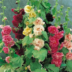 White Malve Seeds – Alcea Rosea Plena Chaters - Series - Dharaseeds