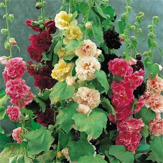 White Malve Seeds – Alcea Rosea Plena Chaters - Series - Dharaseeds