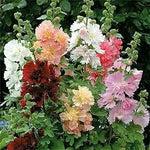 White Malve Seeds – Alcea Rosea Plena Chaters - Series - Dharaseeds