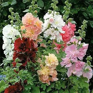 White Malve Seeds – Alcea Rosea Plena Chaters - Series - Dharaseeds