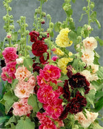White Malve Seeds – Alcea Rosea Plena Chaters - Series - Dharaseeds