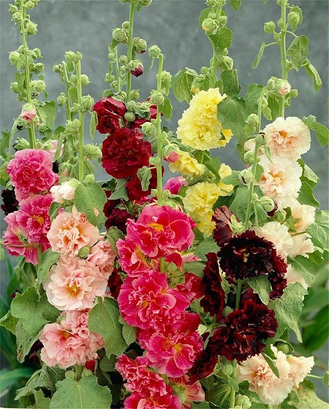 White Malve Seeds – Alcea Rosea Plena Chaters - Series - Dharaseeds