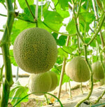 White Melon seeds big variety for gardening