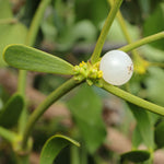 White mistletoe seeds for planting non gmo