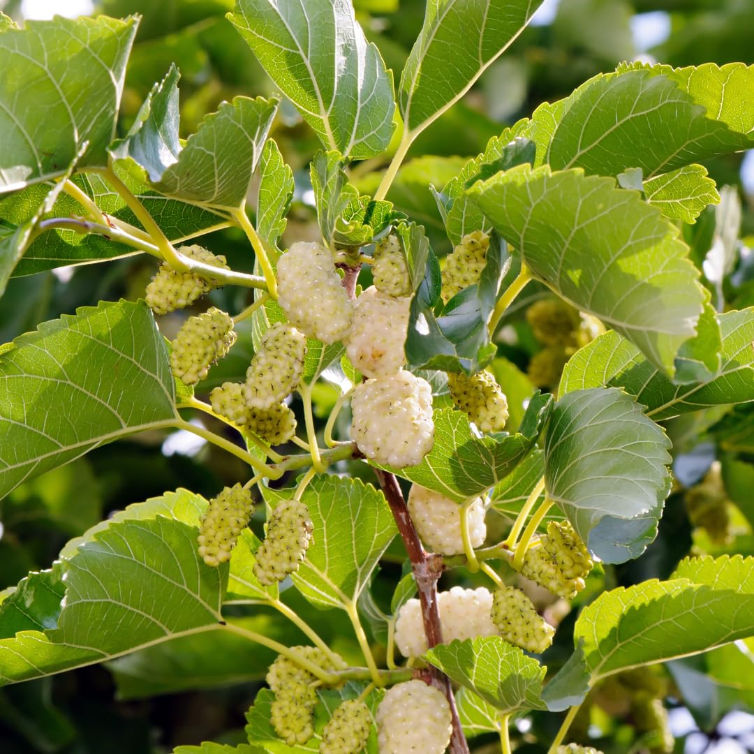 Mature white mulberry tree grown from seeds