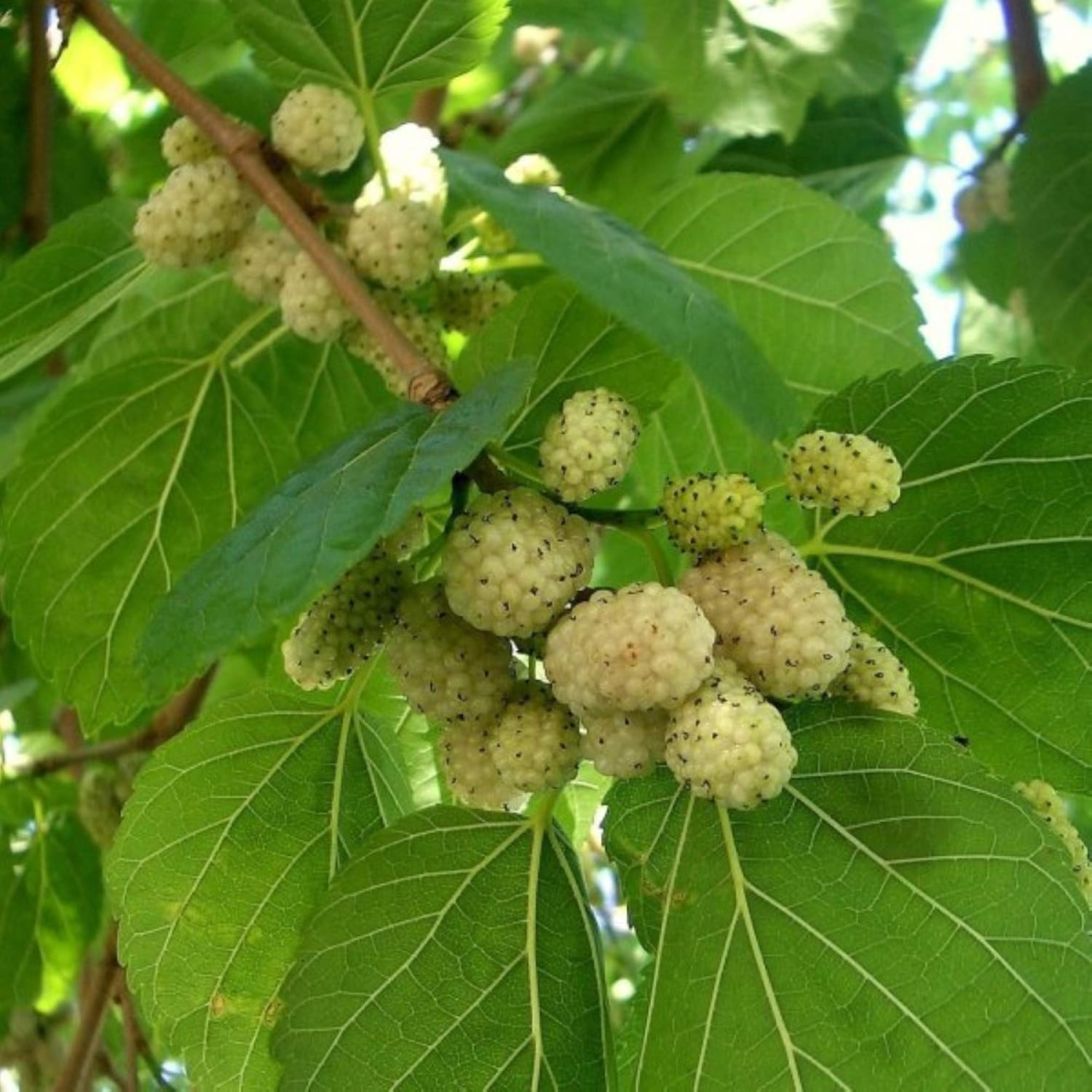 White mulberry tree seeds germination process in soil