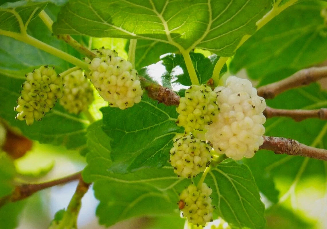 White Mulberry Tree Seeds for Planting Non GMO Fast Growing Tree