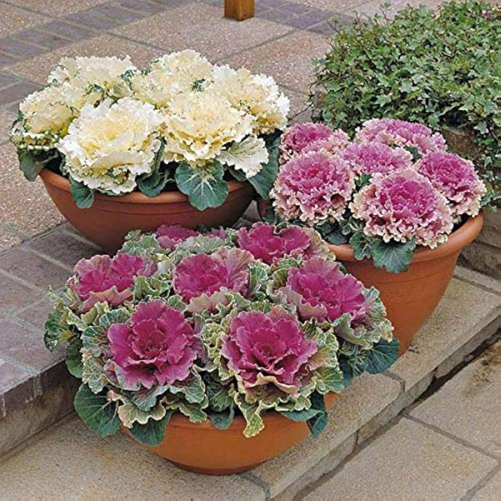 White Ornamental Cabbage seeds – showy foliage for cool - season gardens - Dharaseeds