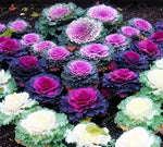 White Ornamental Cabbage seeds – showy foliage for cool - season gardens - Dharaseeds
