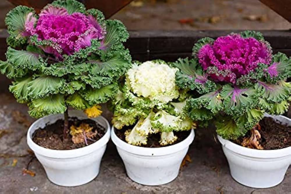 White Ornamental Cabbage seeds – showy foliage for cool - season gardens - Dharaseeds