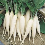 White Radish Vegetable Seeds for Planting - 100 Pcs pcs - Dharaseeds