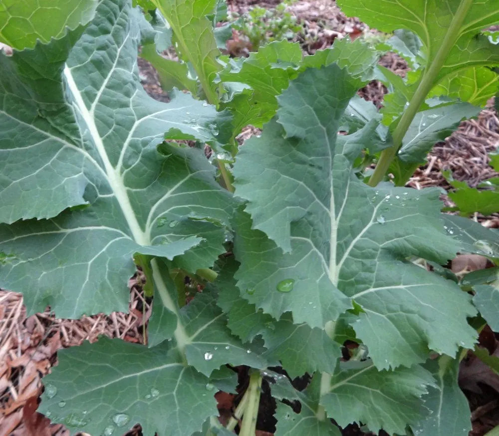 White Russian kale seeds for home garden easy growing variety