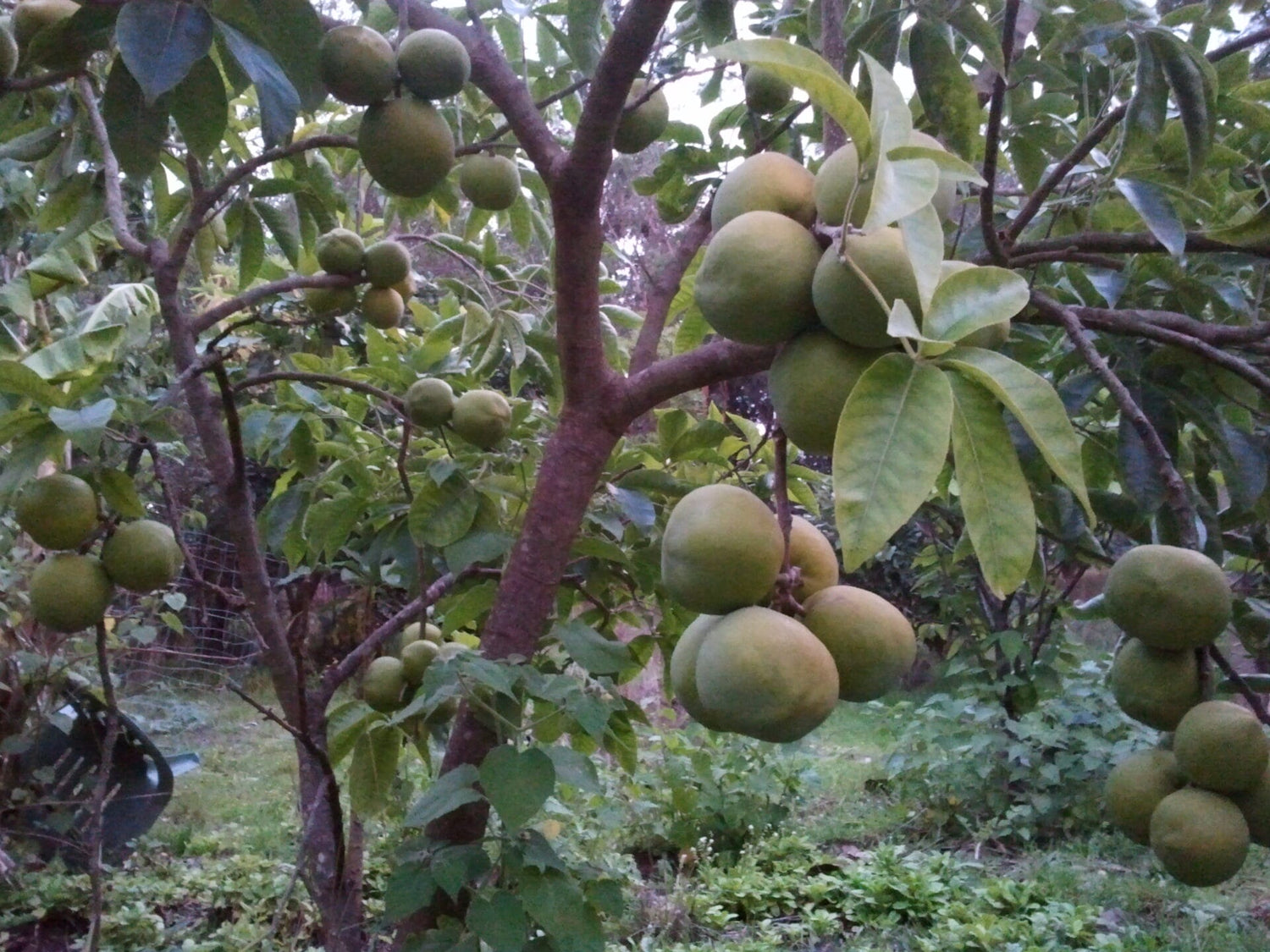 White Sapote (Casimiroa edulis) / Common Name: White Sapote