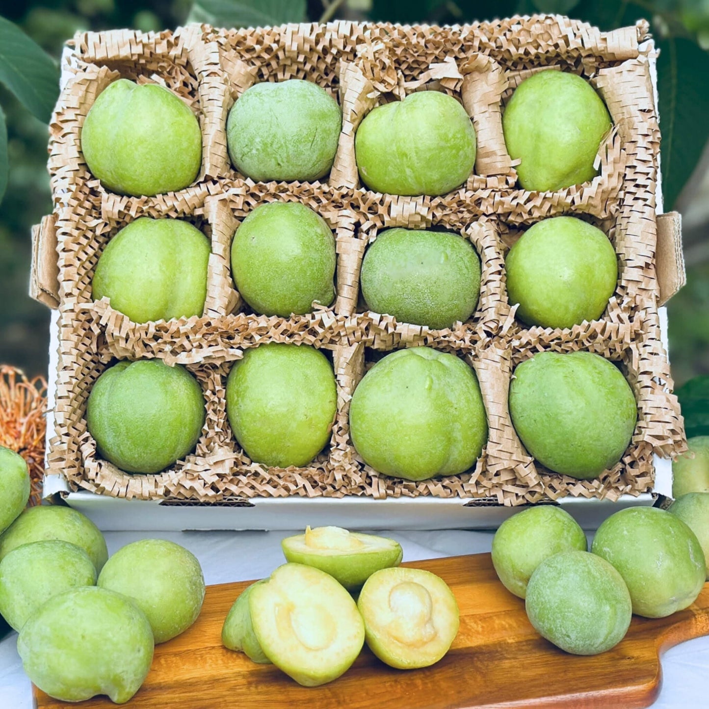 White Sapote (Casimiroa edulis) / Common Name: White Sapote