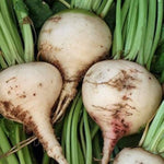 White Sugar Beet Seeds – High - Yield Root Vegetable for Sweetener or Feed - Dharaseeds