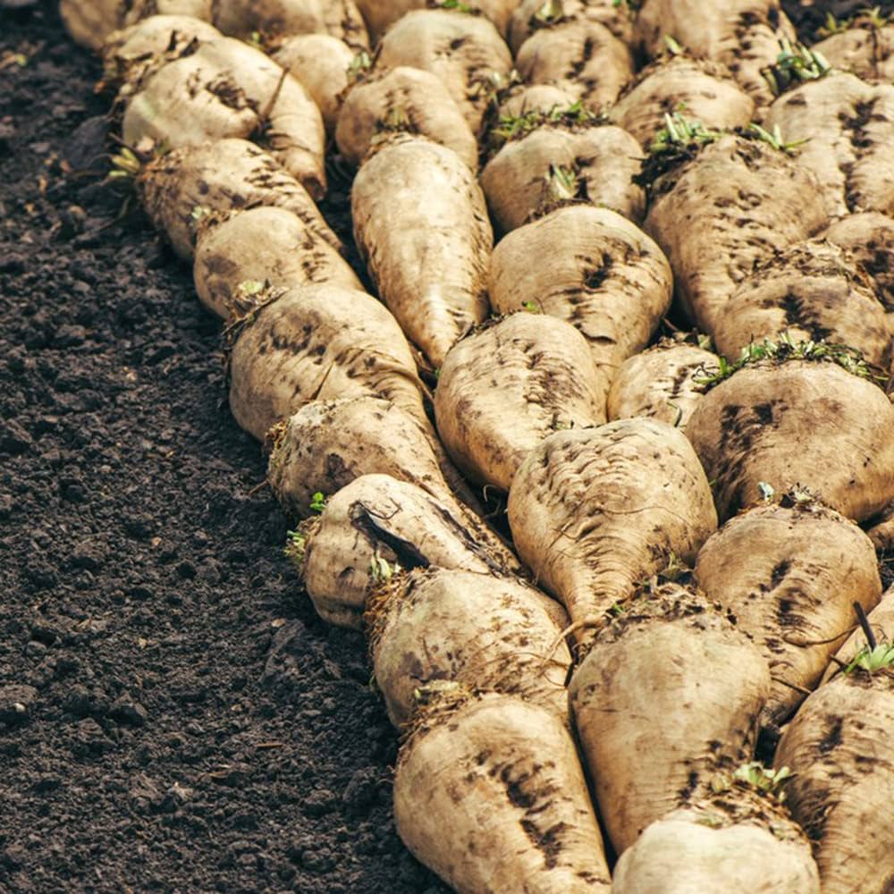 White Sugar Beet Seeds – High - Yield Root Vegetable for Sweetener or Feed - Dharaseeds