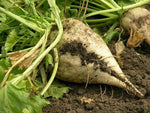 White Sugar Beet Seeds – High - Yield Root Vegetable for Sweetener or Feed - Dharaseeds